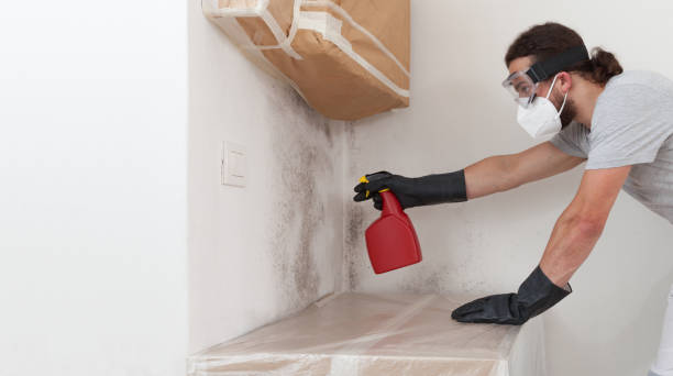 Professional Basement Mold Removal technician working in Henderson, NC