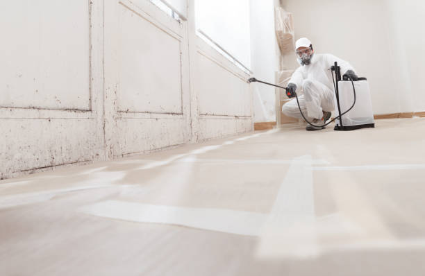 24/7 Emergency Basement Mold Removal experts in Henderson, NC