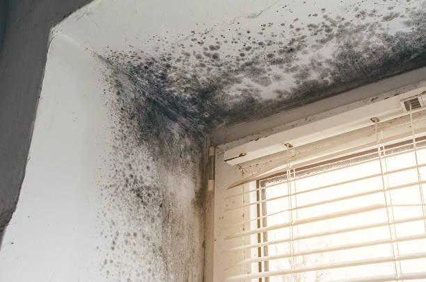 Affordable Basement Mold Removal solutions in Henderson, NC