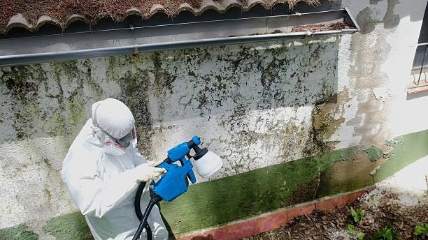 Top rated local Basement Mold Removal specialists in Henderson, NC